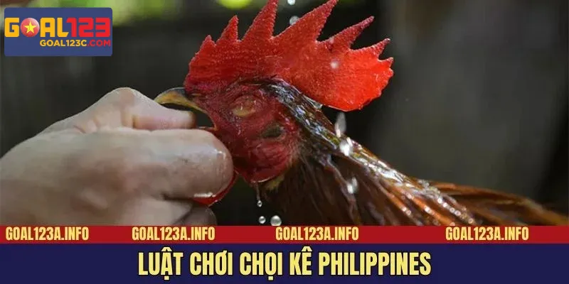 Những quy định trong môn đá gà Philippines mang đến sự kịch tính và công bằng cho mỗi trận đấu